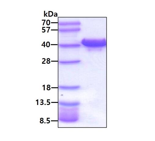 3 μg by SDS-PAGE under reducing condition and visualized by coomassie blue stain.